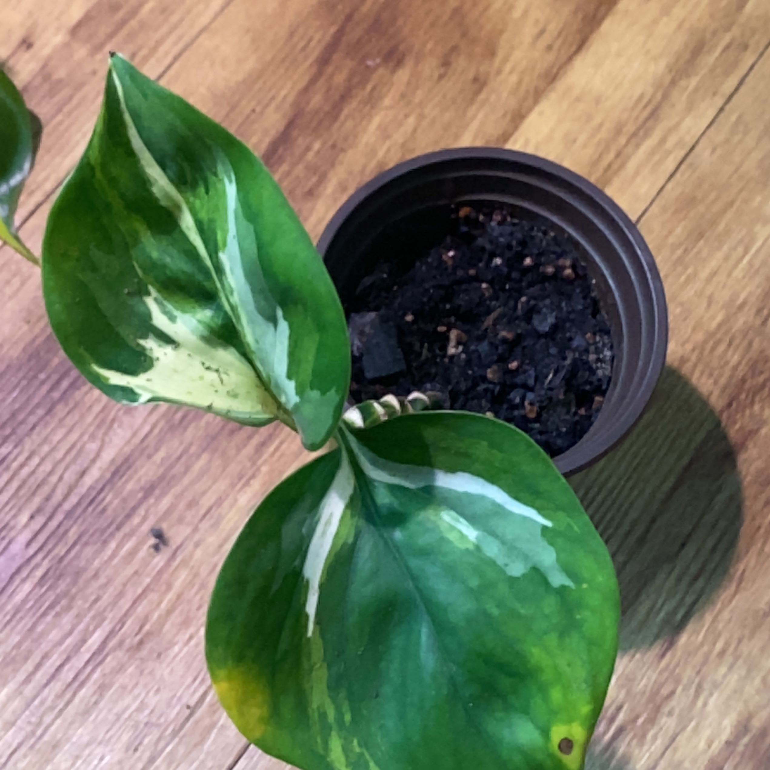 Potted Manjula Pothos plant with variegated green and white leaves.