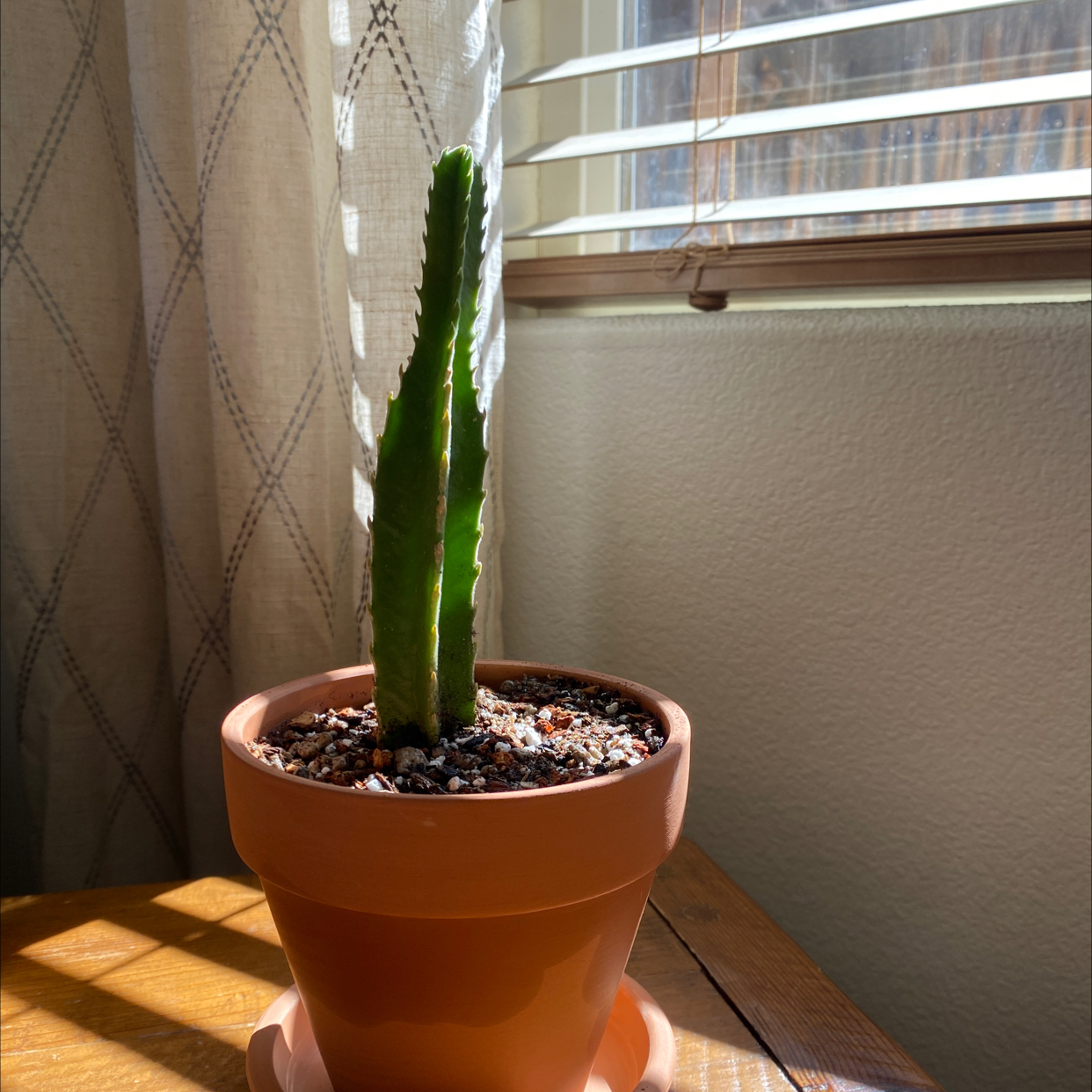 Potted Zulu Giant plant near a window with blinds, healthy and well-lit.
