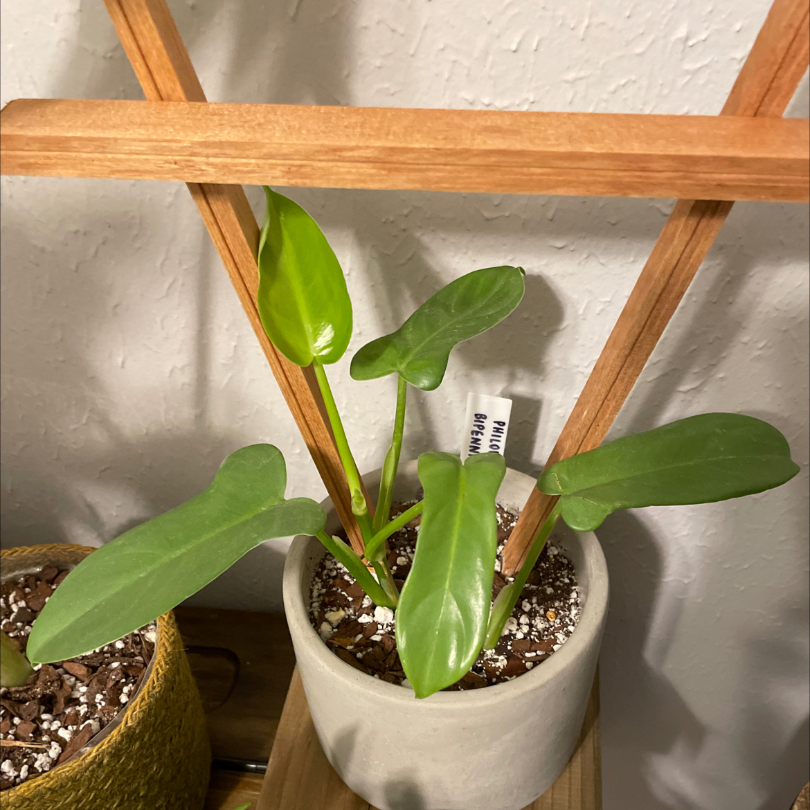 Horsehead Philodendron plant in a small pot with visible soil, healthy green leaves.