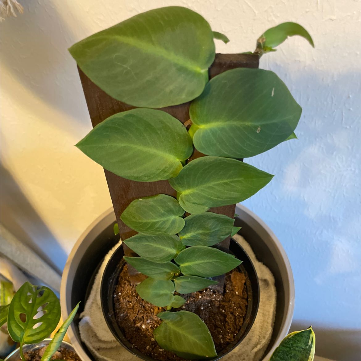 Shingle Plant with healthy green leaves climbing a support, soil visible.