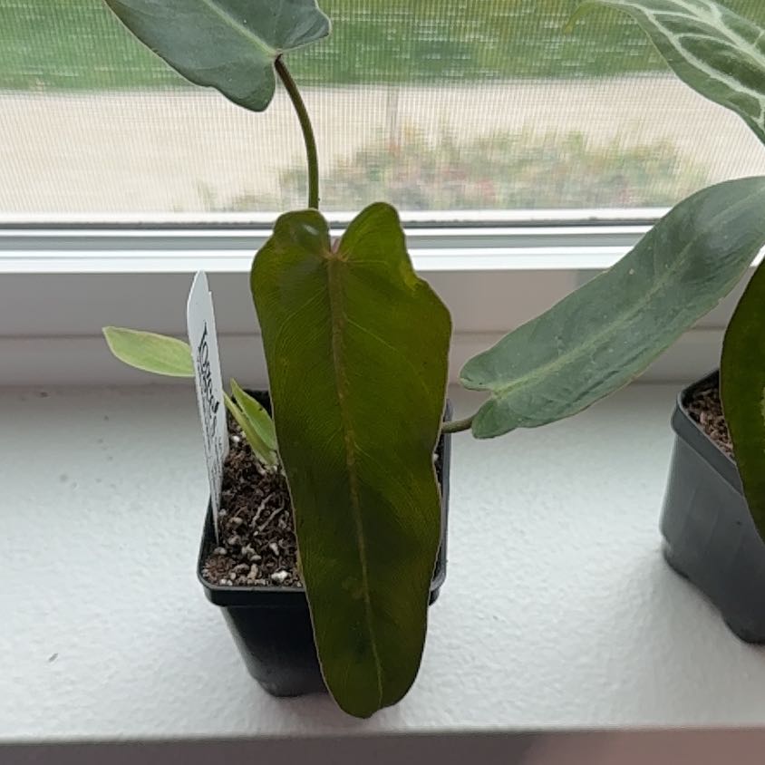 Photo of the plant species Philodendron Spiritus Sancti by @UptodatePlanty named Aria on Greg, the plant care app
