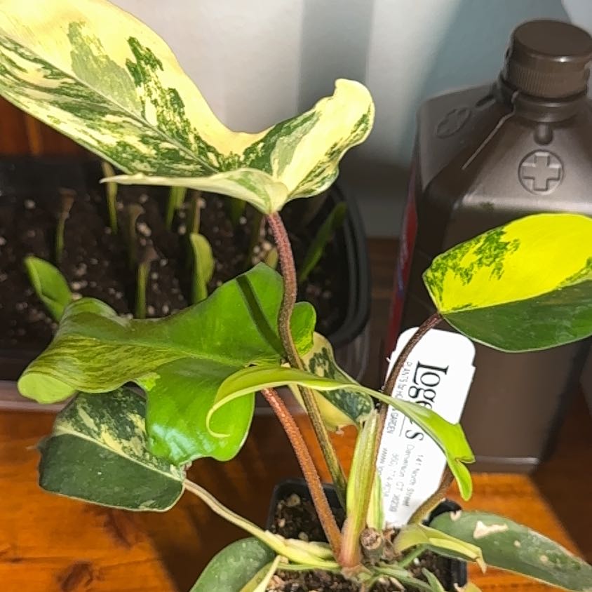 Photo of the plant species Florida Beauty by @UptodatePlanty named Osmo on Greg, the plant care app
