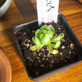 Photo of the plant species Pinguicula 'Weser' by @UptodatePlanty named Treeyoncé on Greg, the plant care app