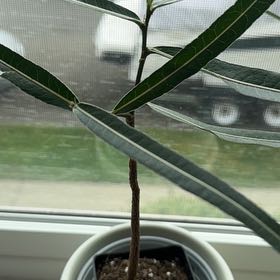 Photo of the plant species Queensland Bottle Tree by @UptodatePlanty named Winston on Greg, the plant care app
