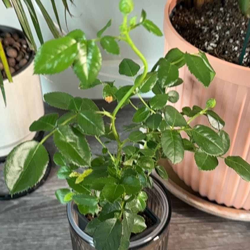 Photo of the plant species Parade Rose by @UptodatePlanty named Luna on Greg, the plant care app