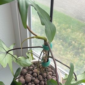 Photo of the plant species Philodendron 'Florida' by @UptodatePlanty named Terra on Greg, the plant care app