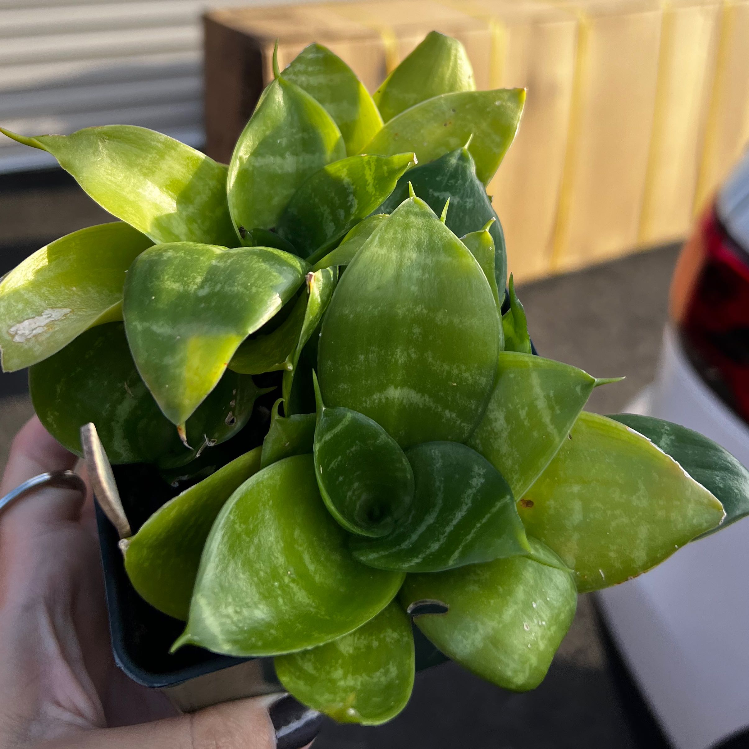 Sansevieria Night Owl plant with vibrant green leaves, held by a hand.