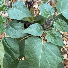 Photo of the plant species Sacred Datura by @PeppyAgboy named Beyonce on Greg, the plant care app