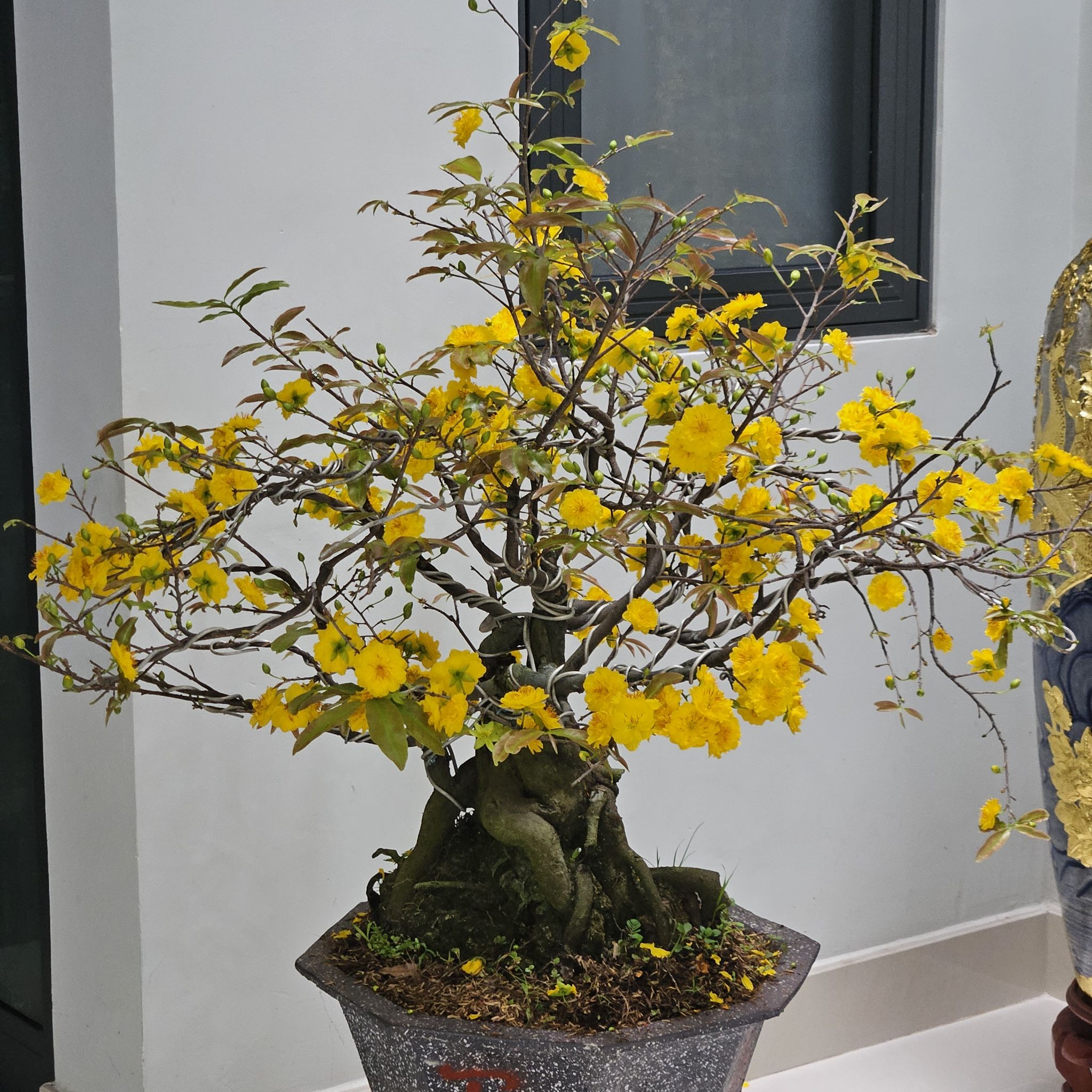 Photo of the plant species Mickey Mouse Plant by @LimberKale named Cúc thọ hương on Greg, the plant care app