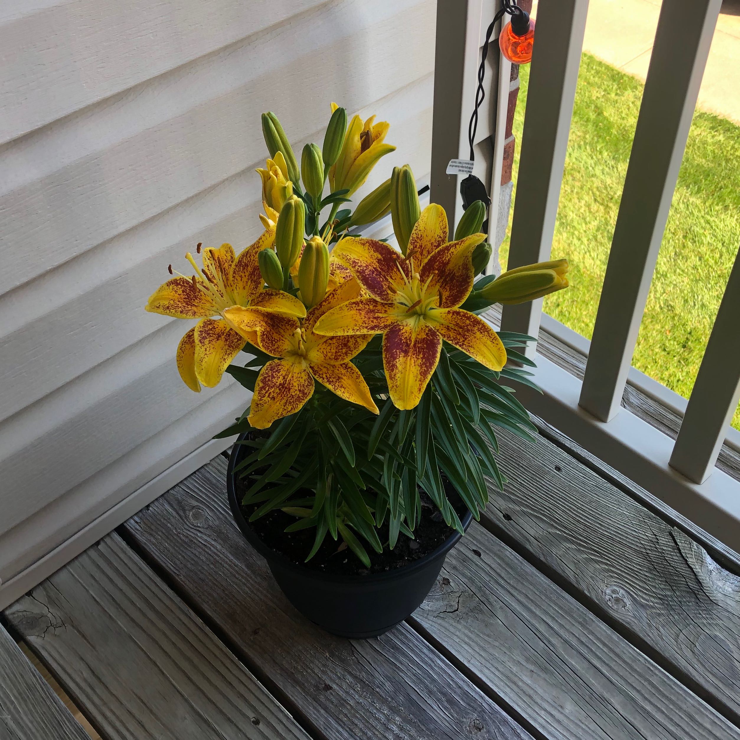 Photo of the plant species Asiatic Lily Red Highland by @PlentifulPersia named Lily on Greg, the plant care app