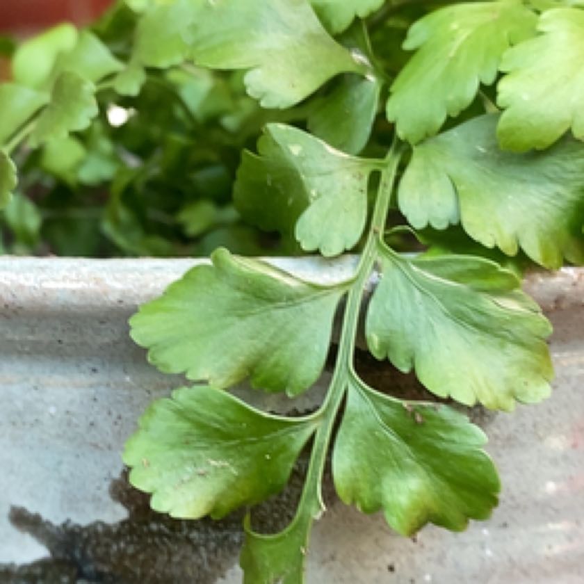 Photo of the plant species Knudsen's Birdnest Fern by @BeefyRamshorn named Willow on Greg, the plant care app