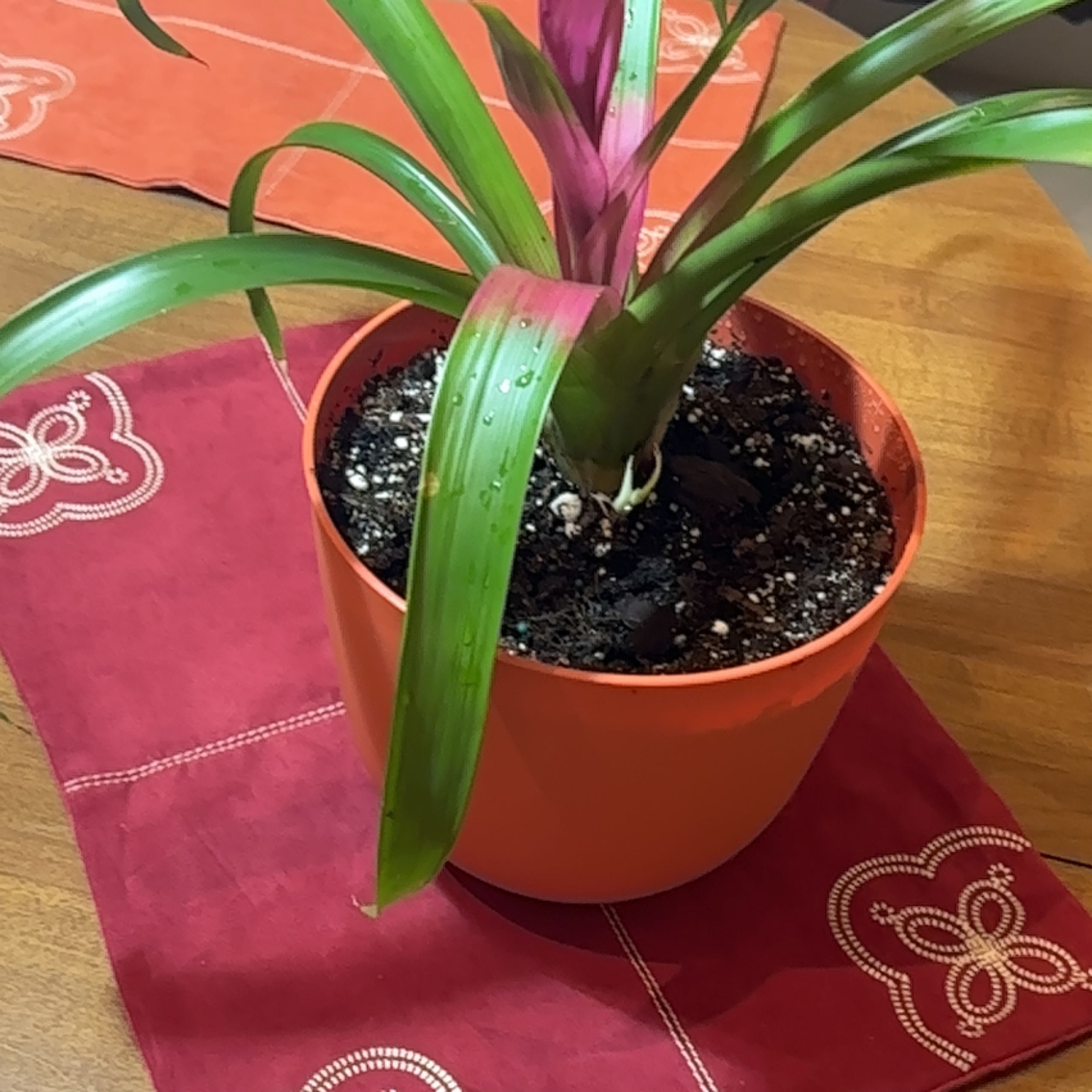 Bromeliad plant in a pot on a table with visible soil and vibrant green leaves.