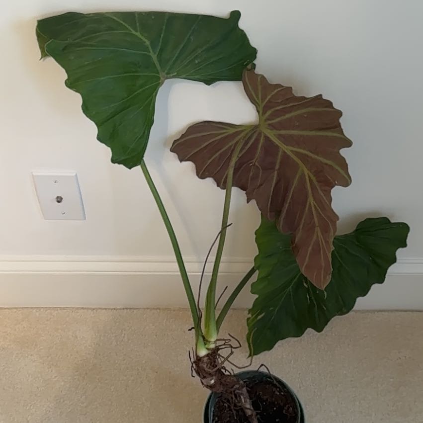 Photo of the plant species Philodendron verrucosum 'Tambillo' by @SirKempton named Lavender on Greg, the plant care app