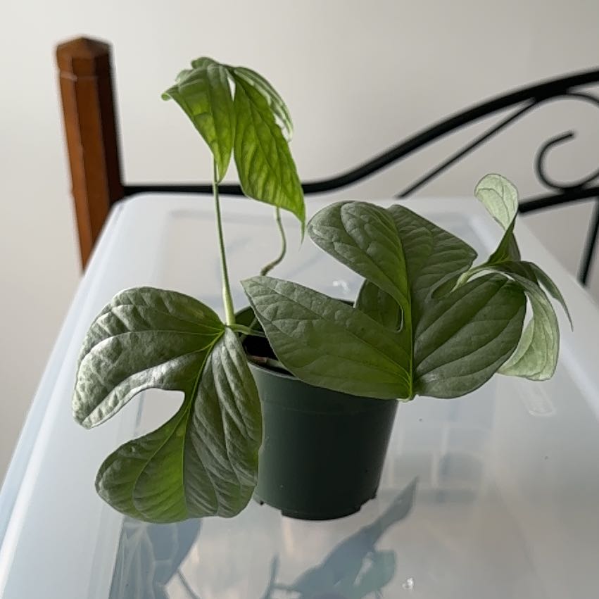 Photo of the plant species Amydrium medium by @SirKempton named Marilyn on Greg, the plant care app
