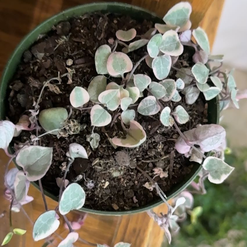Photo of the plant species Ceropegia Woodii Variegata / String of Hearts Variegated by @SirKempton named Anne on Greg, the plant care app