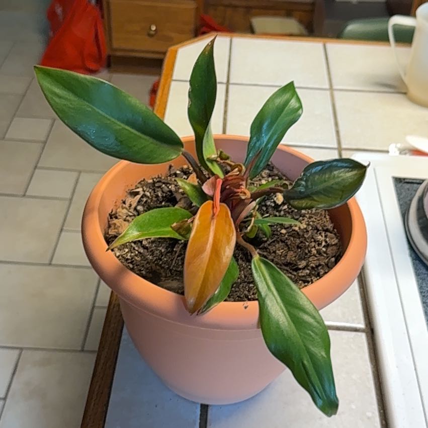 Photo of the plant species Philodendron 'New Red' by @SirKempton named Forrest on Greg, the plant care app