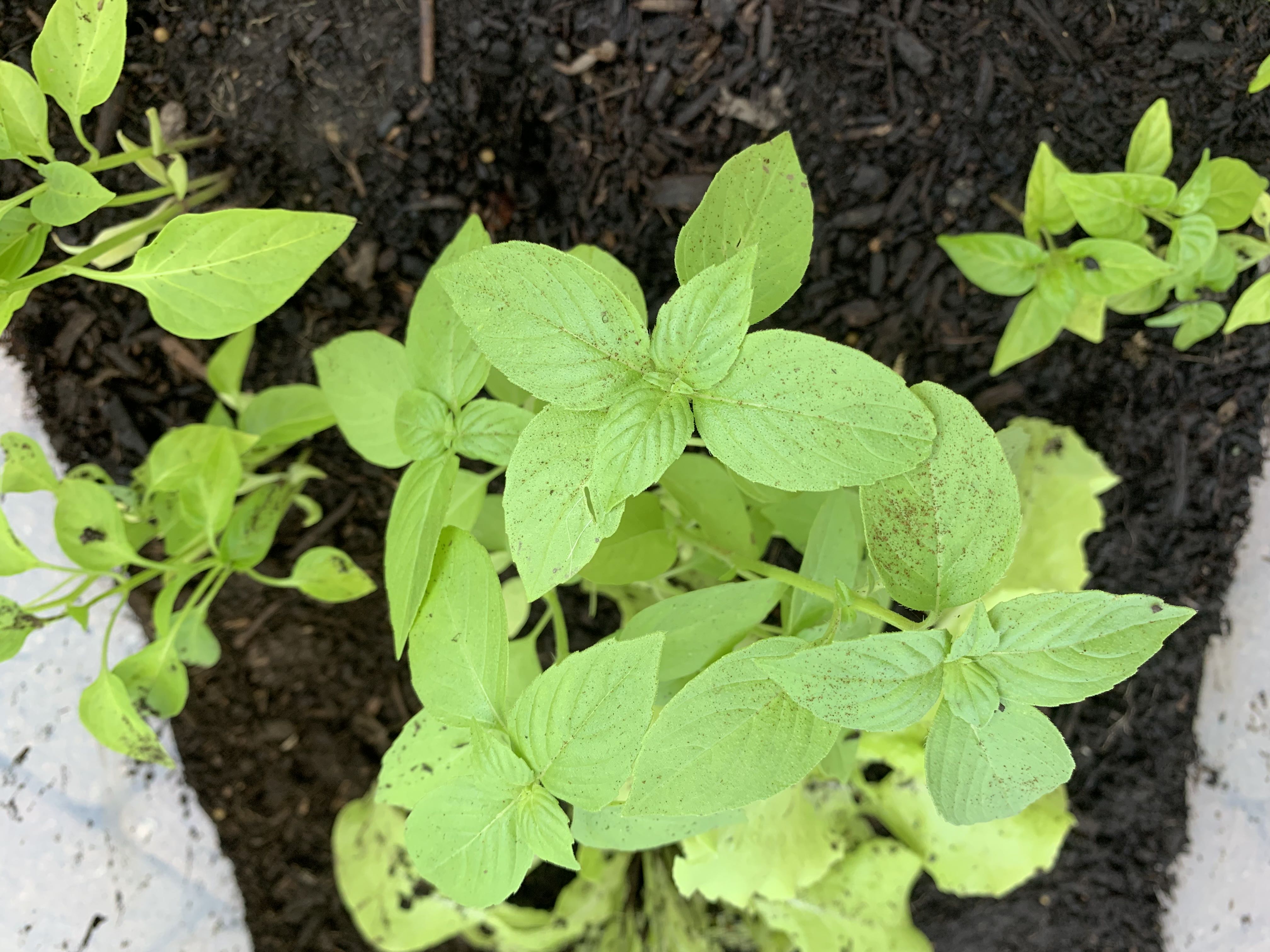 Curly lettuce A plant by TiptopCalethea on Greg