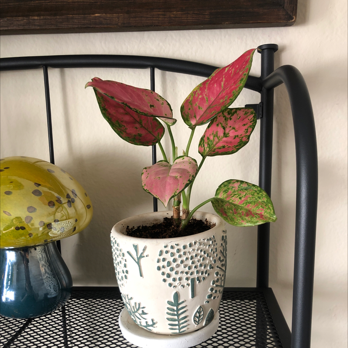Chinese Evergreen Valentine plant with pink and green variegated leaves in a decorative pot on a metal shelf.