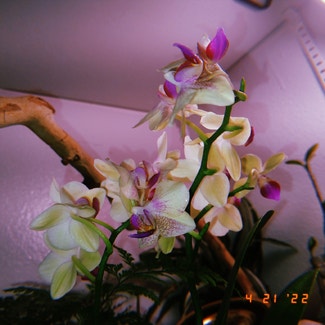 Phalaenopsis Orchid plant in San Antonio, Texas