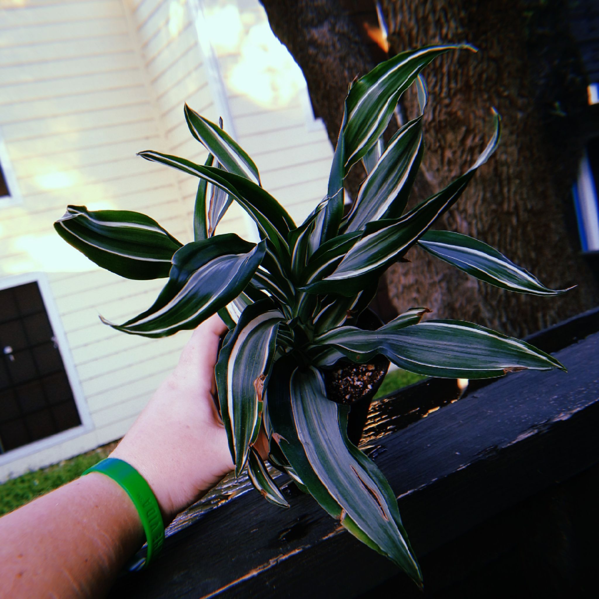 White Jewel Dracaena plant being held by a hand, appears healthy with green and white striped leaves.