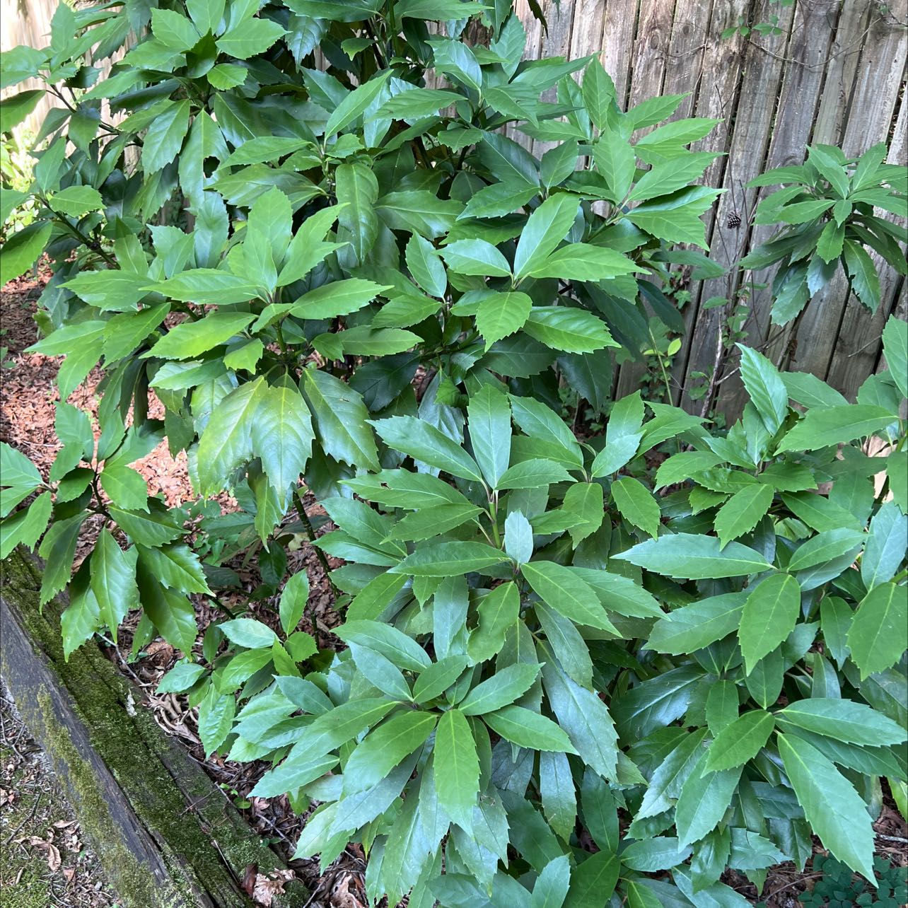 Healthy, lush Japanese laurel plant with large, glossy green leaves growing next to a wooden fence.