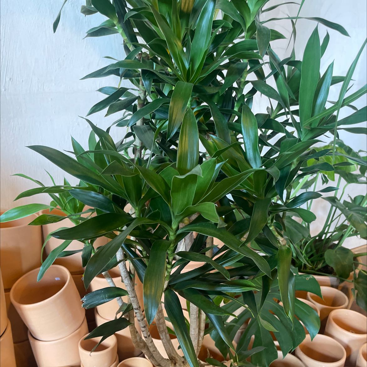 Hands holding a healthy, glossy green Song of India houseplant with characteristic striped leaves.