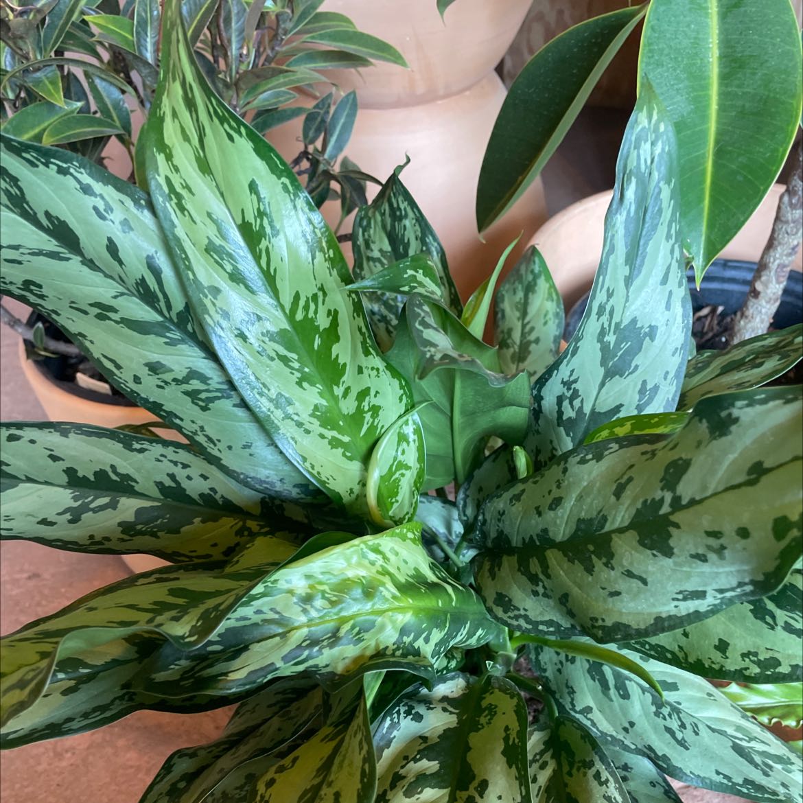 are chinese evergreen toxic to cats
