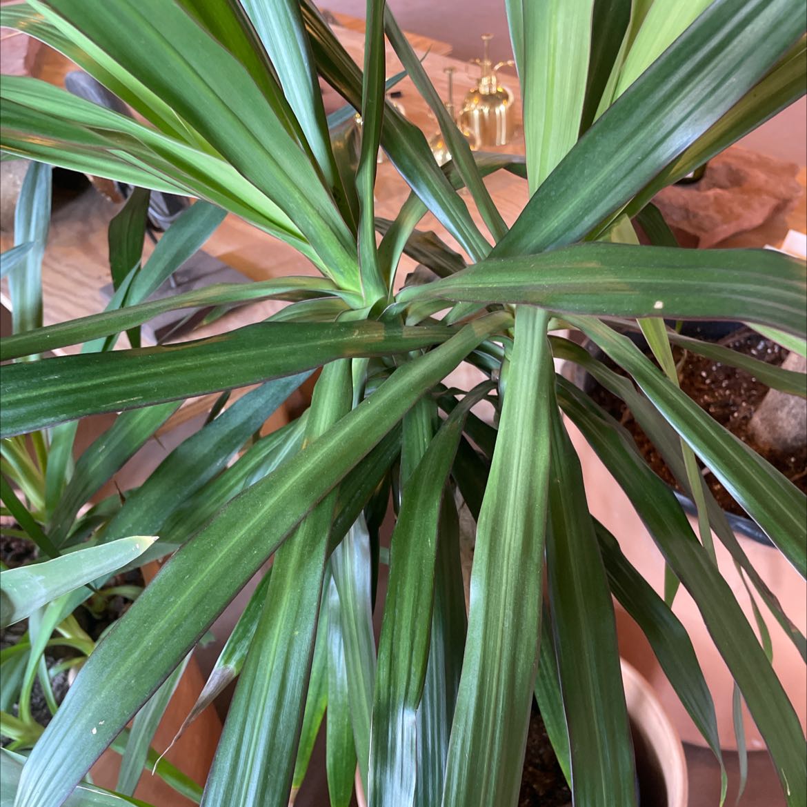 Close-up of a healthy, vibrant Song of India (Dracaena reflexa) plant with distinctive striped green leaves.