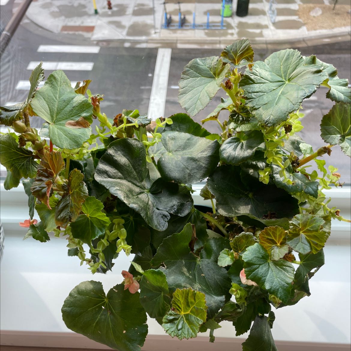 Zonale Geranium plant on a windowsill with some yellowing and browning leaves.