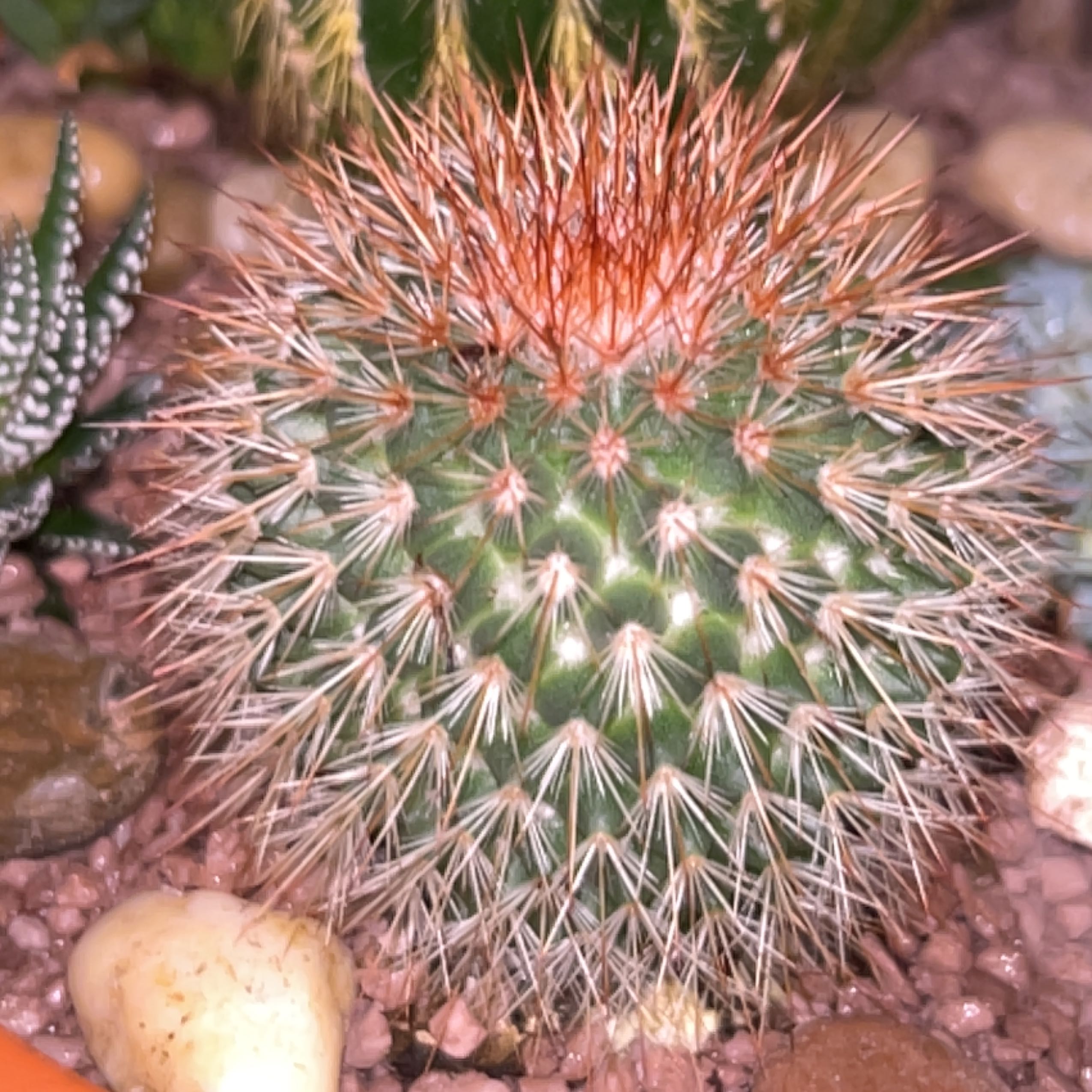 Rainbow Pincushion uploaded to the Greg plant app by @MarantaMan