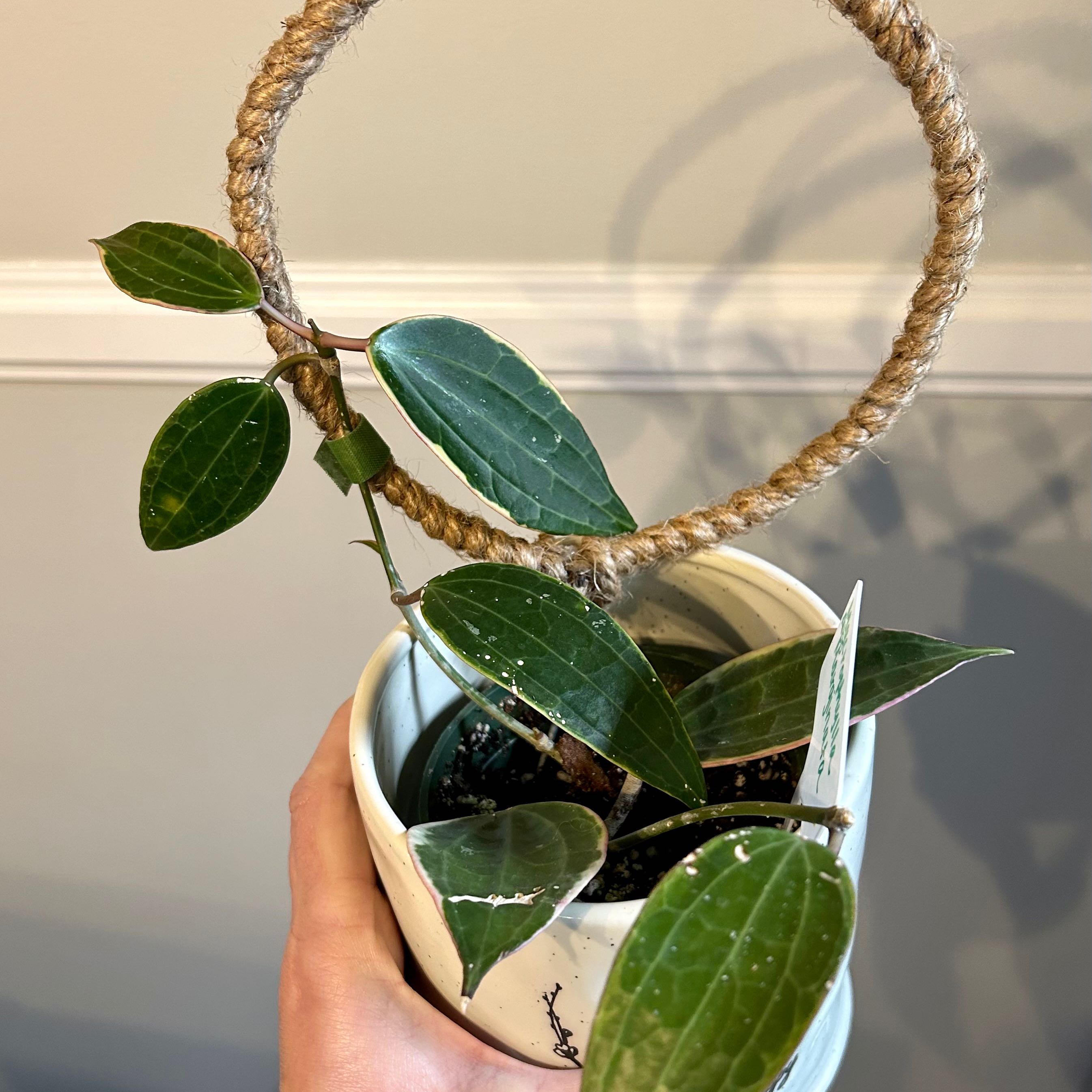 Hoya macrophylla 'Albomarginata' plant in a white pot with a circular rope trellis, held by a hand.