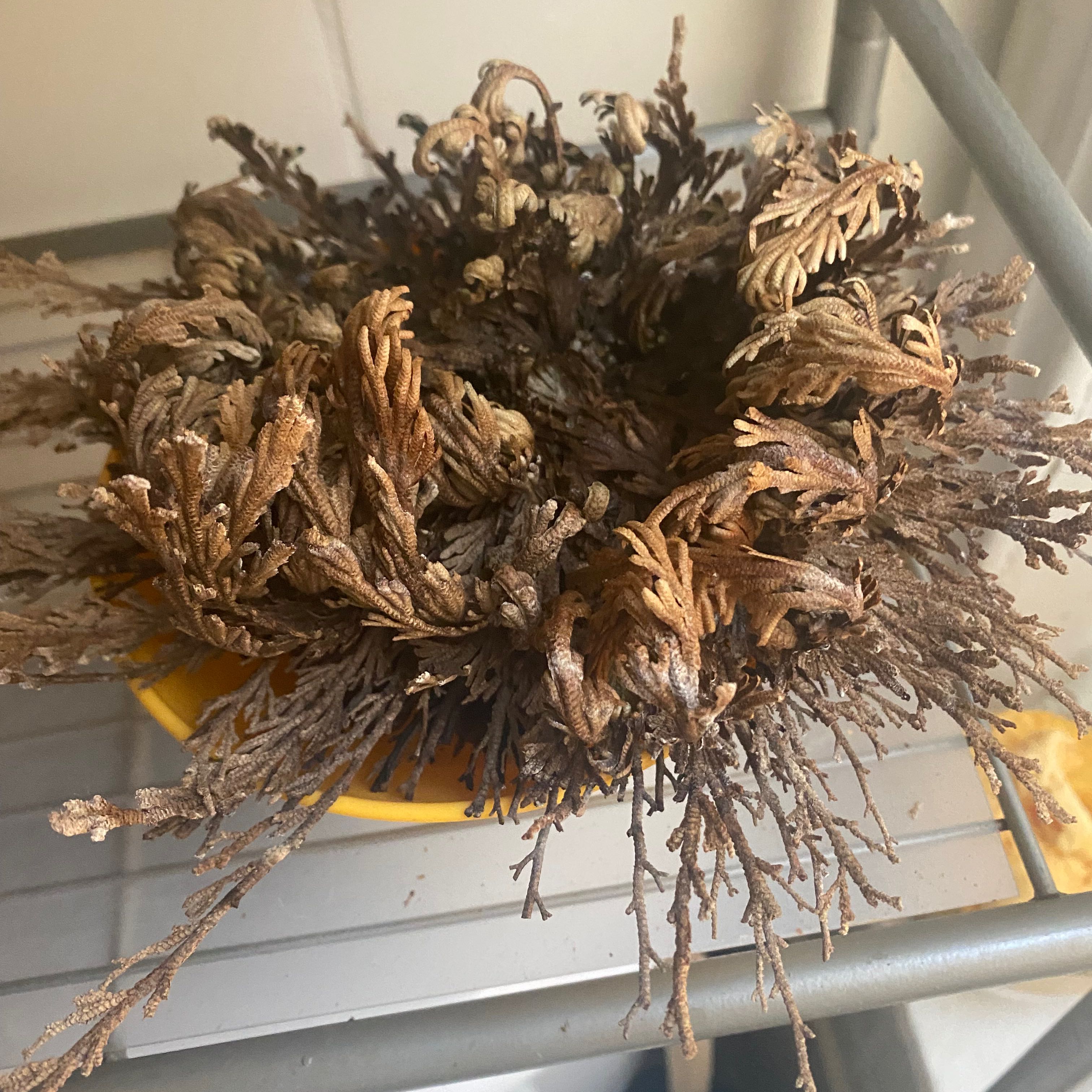 Rose of Jericho plant in its dormant state, dry and brown.