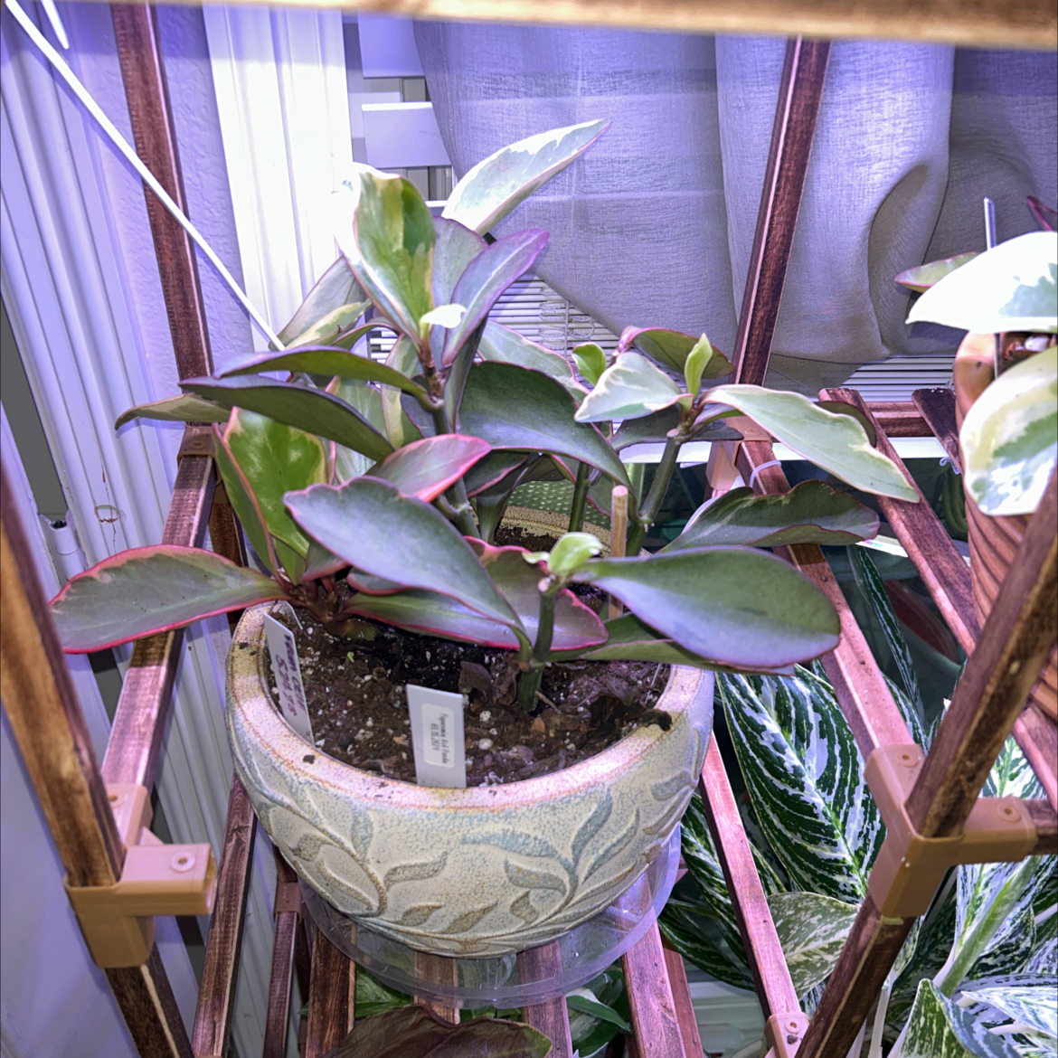 Jelly Peperomia plant in a decorative pot on a wooden shelf, healthy with green leaves.