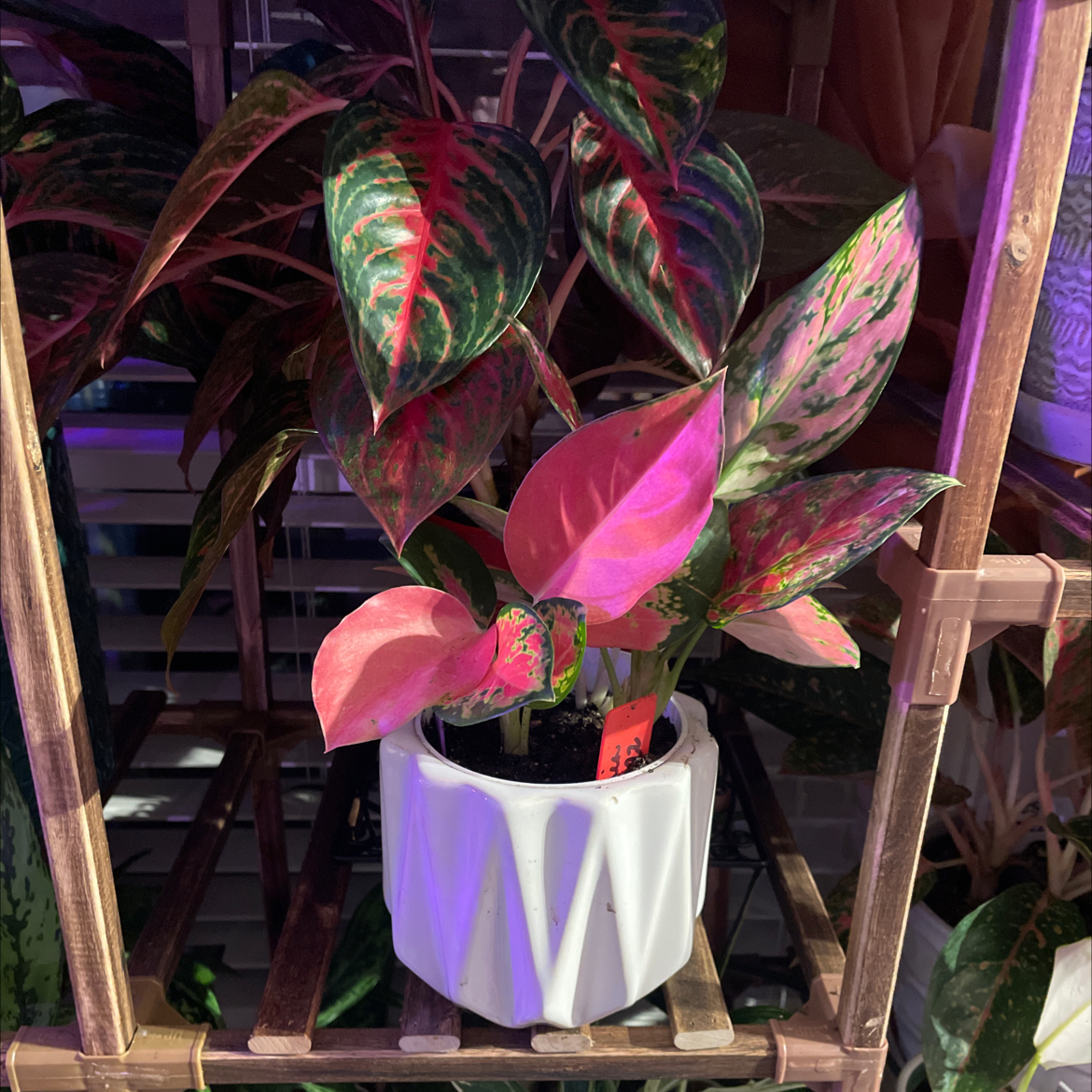 Aglaonema 'Red Valentine' plant in a white pot with vibrant red and green leaves.