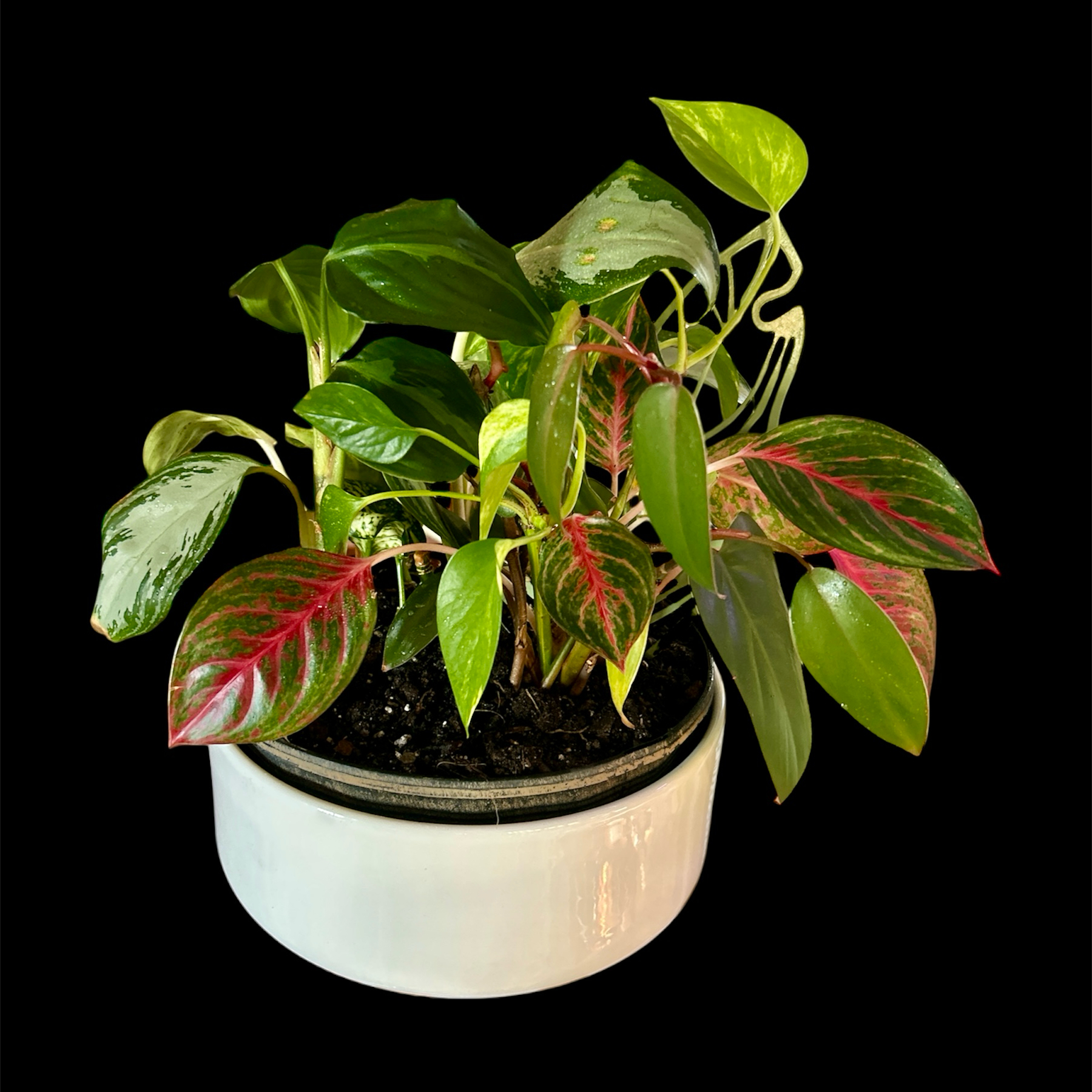 Photo of the plant species Chinese Evergreen by @YammieOf3 named Aggie LRR Arrangement on Greg, the plant care app