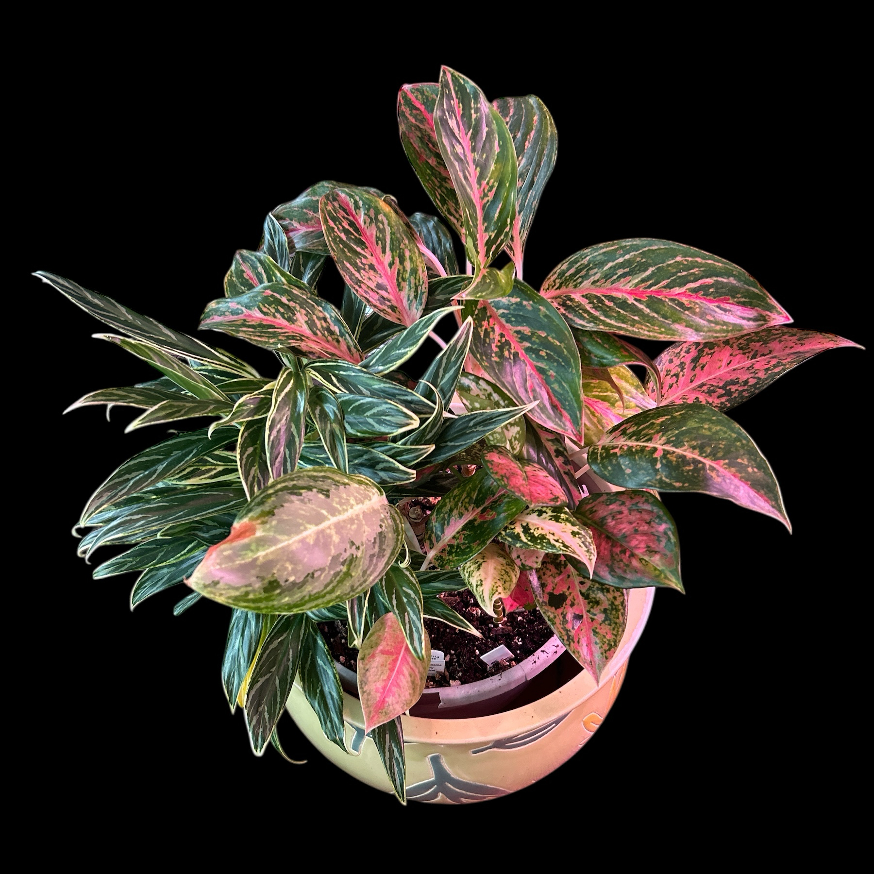 Photo of the plant species Chinese Evergreen Bai Kaw by @YammieOf3 named Aggie UNST1 ‘Bamboo/Sapphire Susan’ on Greg, the plant care app