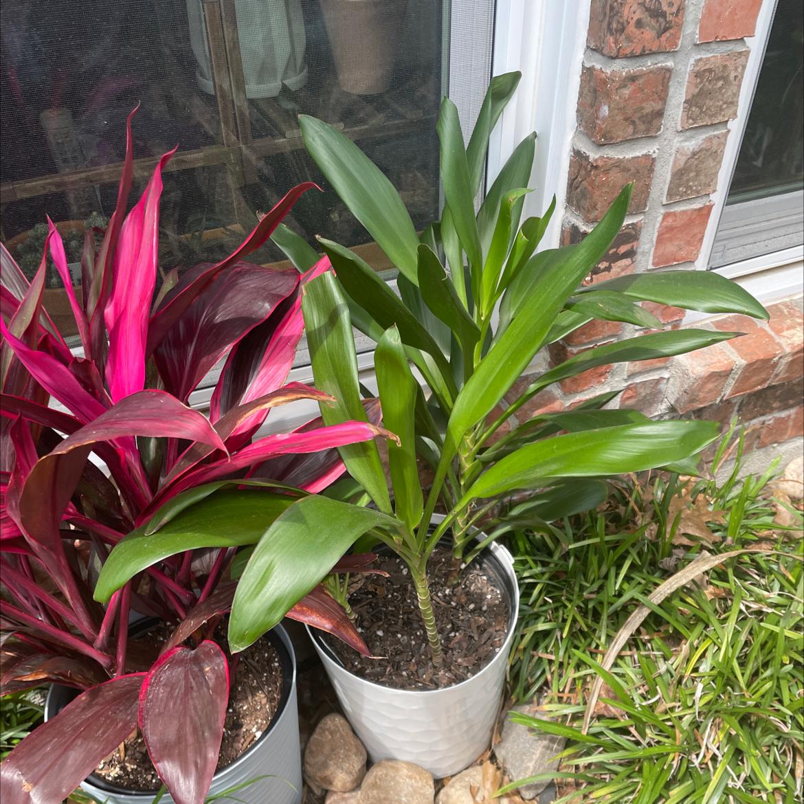 Cordyline fruticosa 'Glauca' en Rough main image 1