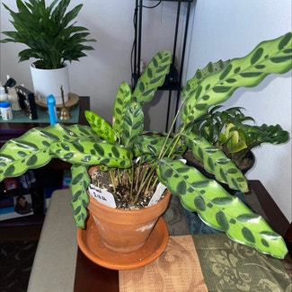 Rattlesnake Plant plant in Waxahachie, Texas