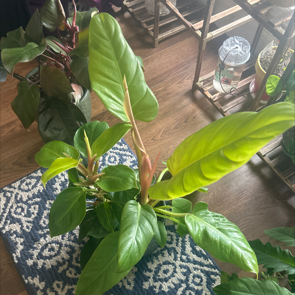 Philodendron Golden Melinonii plant with vibrant green leaves, well-framed and in focus.