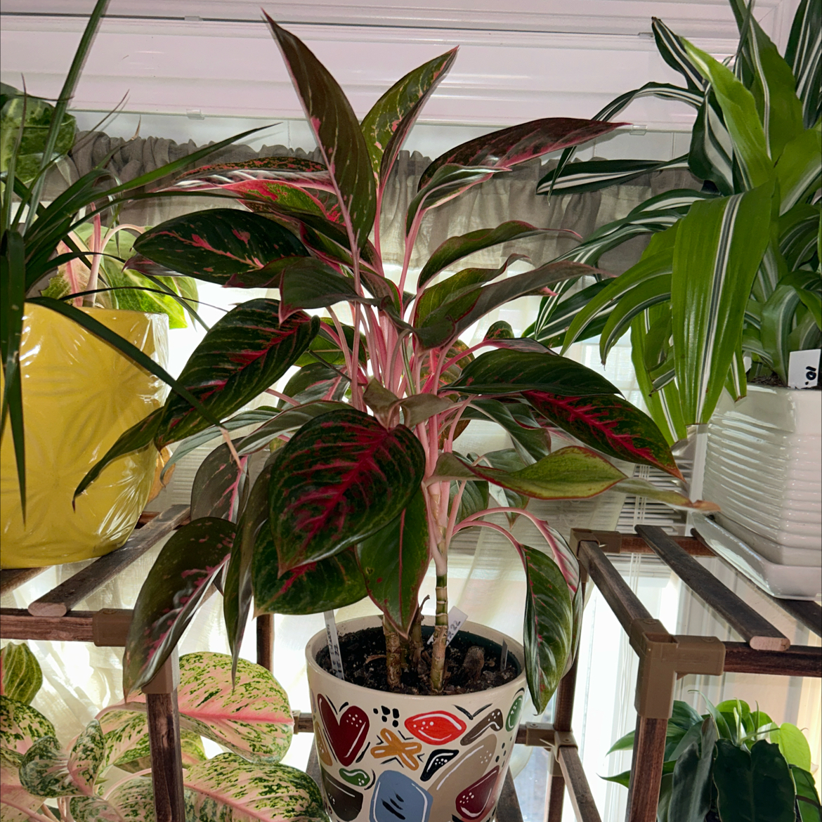 Aglaonema 'Favonian' plant in a decorative pot, surrounded by other plants.