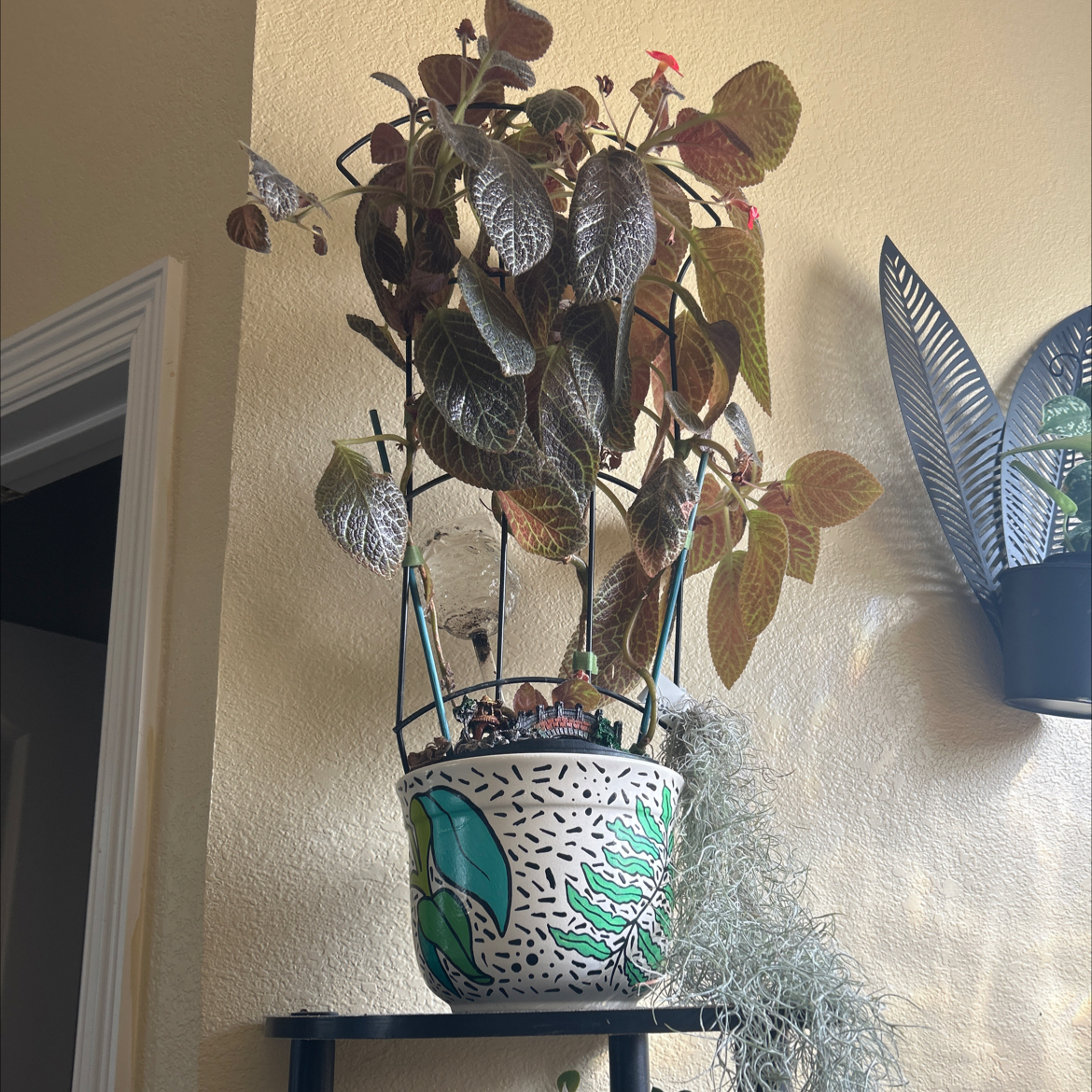 Potted Flame Violet plant with some browning and yellowing leaves, placed indoors on a shelf.