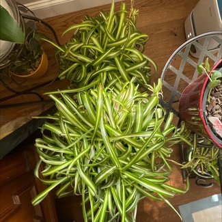 Spider Plant plant in Waxahachie, Texas