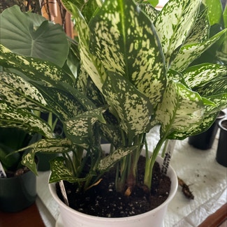 Chinese Evergreen plant in Waxahachie, Texas