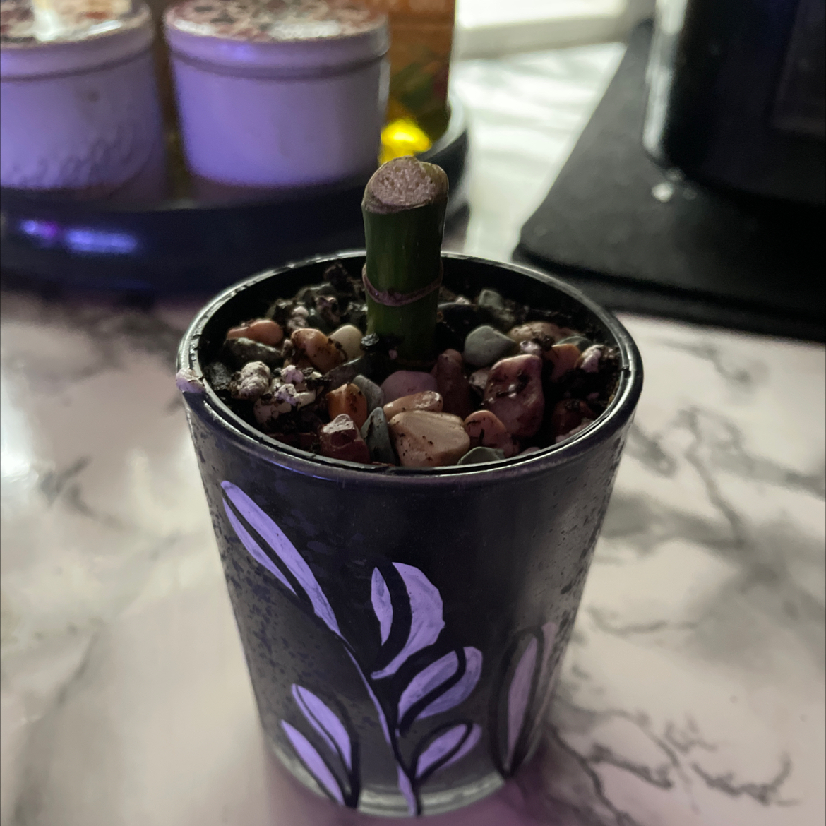 Dracaena Cintho plant in a small decorative pot with pebbles covering the soil.