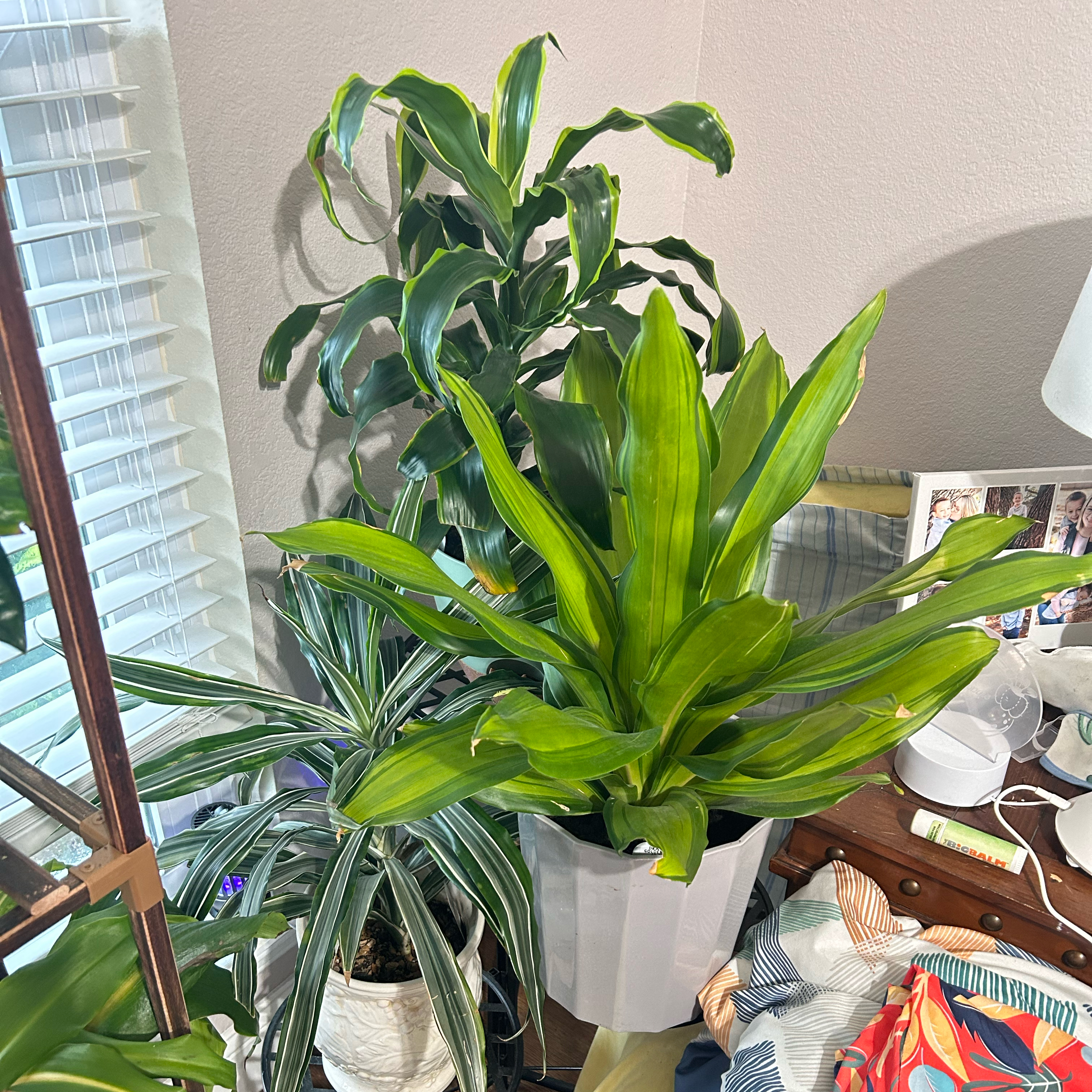 Dracaena Dorado plant in a white pot, indoors near a window, with vibrant green leaves.