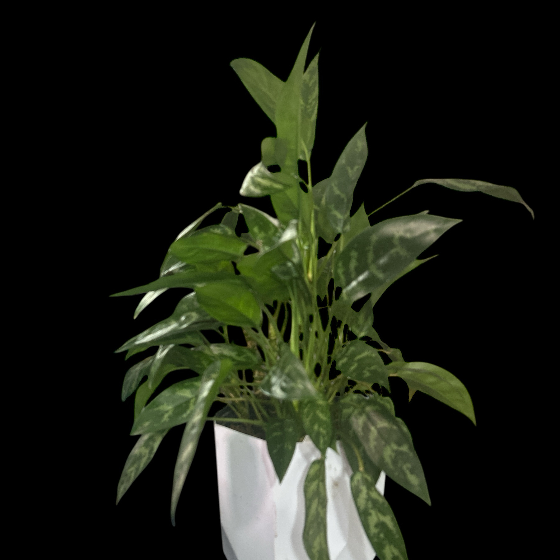 Photo of the plant species Chinese Evergreen 'Juliette' by @YammieOf3 named Aggie VANITY ‘Romeo & Juliett’ on Greg, the plant care app