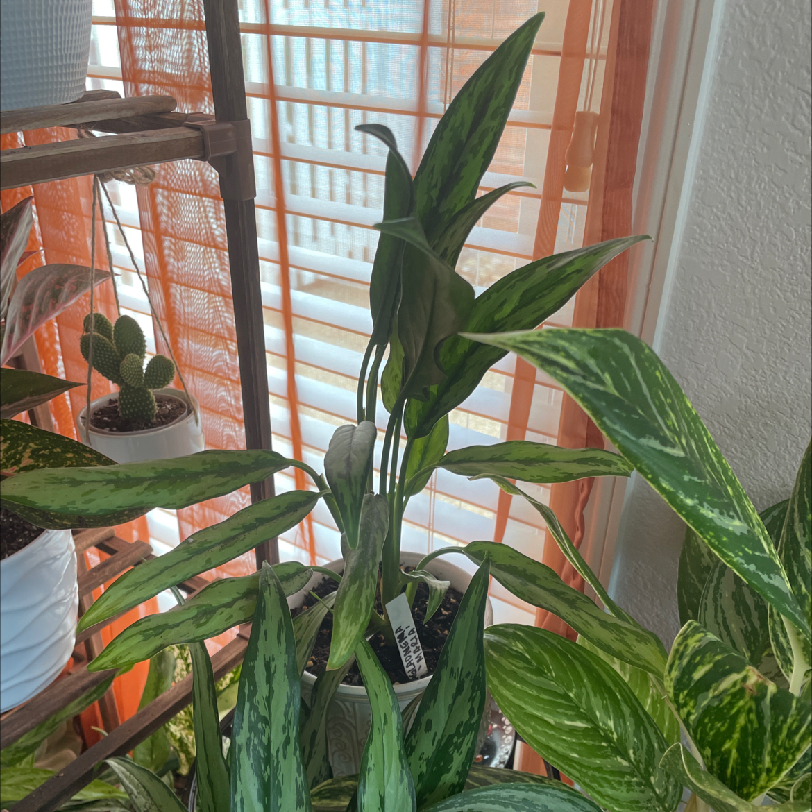 Aglaonema 'Cutlass' plant with variegated leaves indoors near a window.