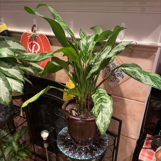 Chinese Evergreen 'Juliette' plant in Waxahachie, Texas