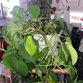 Philodendron Brasil plant in Waxahachie, Texas