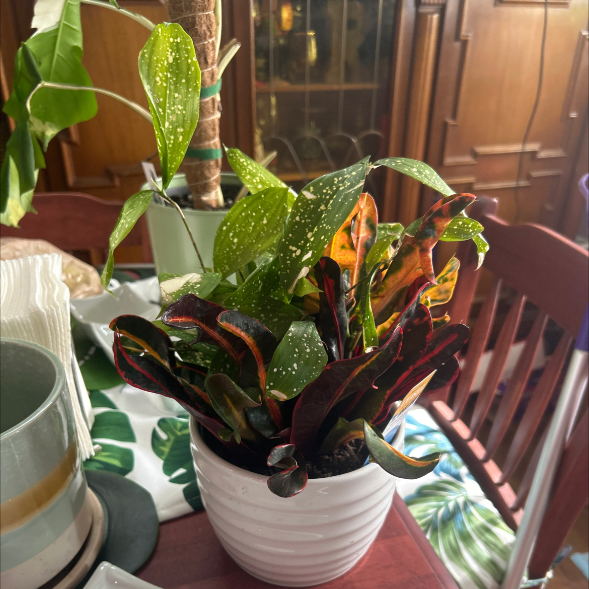 Dracaena 'Florida Beauty' plant in a white pot with variegated leaves, indoors on a table.